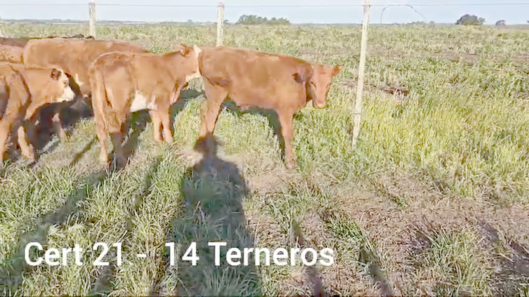 Lote TERNEROS