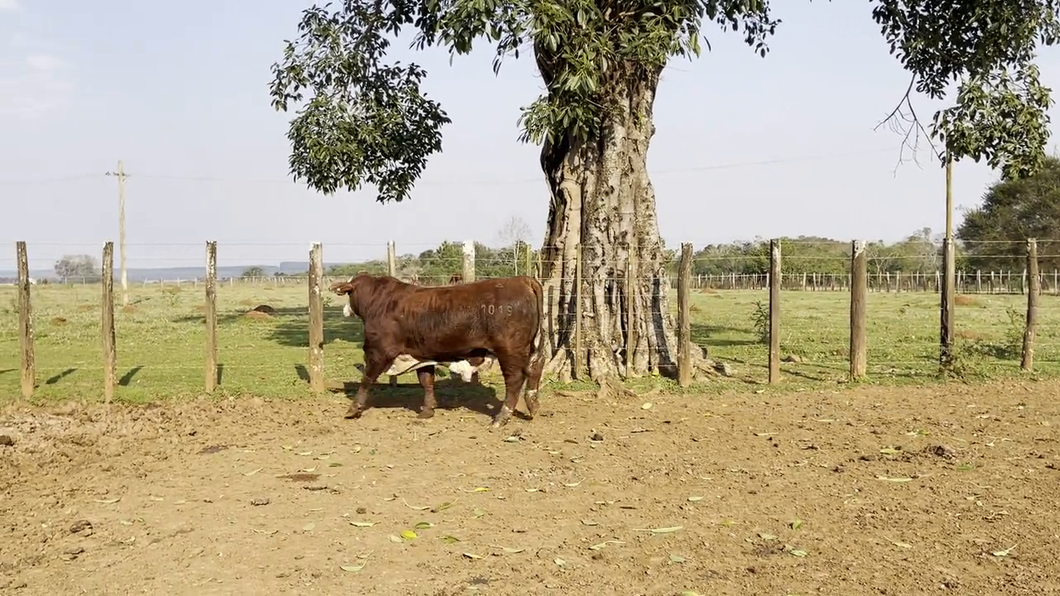 Lote TOROS BRAFORD, Cabaña "SAN SIMON"