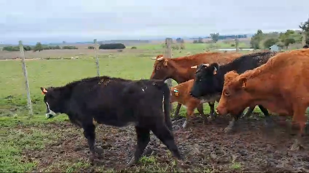 Lote 20 Piezas de cría Angus y Cruzas a remate en Pantalla Camy  en Ruta 23 Km 130