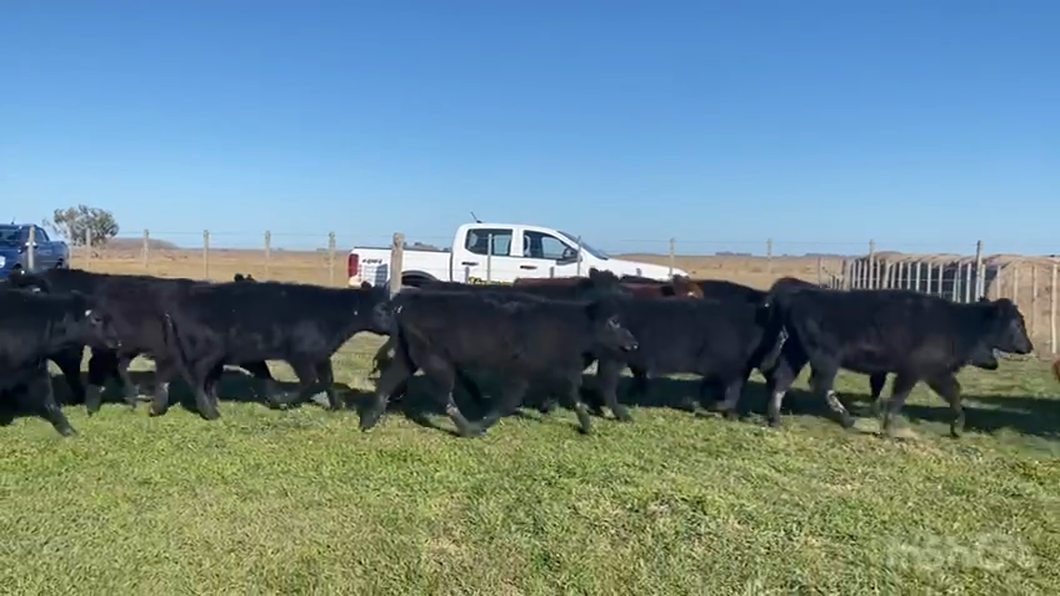 Lote 65 Terneras en Ayacucho, Buenos Aires