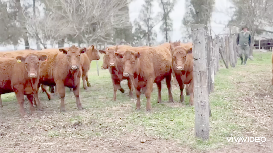 Lote 37 Vaquillonas C/ gtia de preñez en Lobos, Buenos Aires