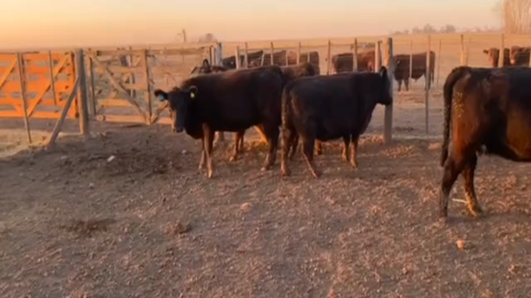 Lote 4 Vacas medio uso en Chivilcoy, Buenos Aires