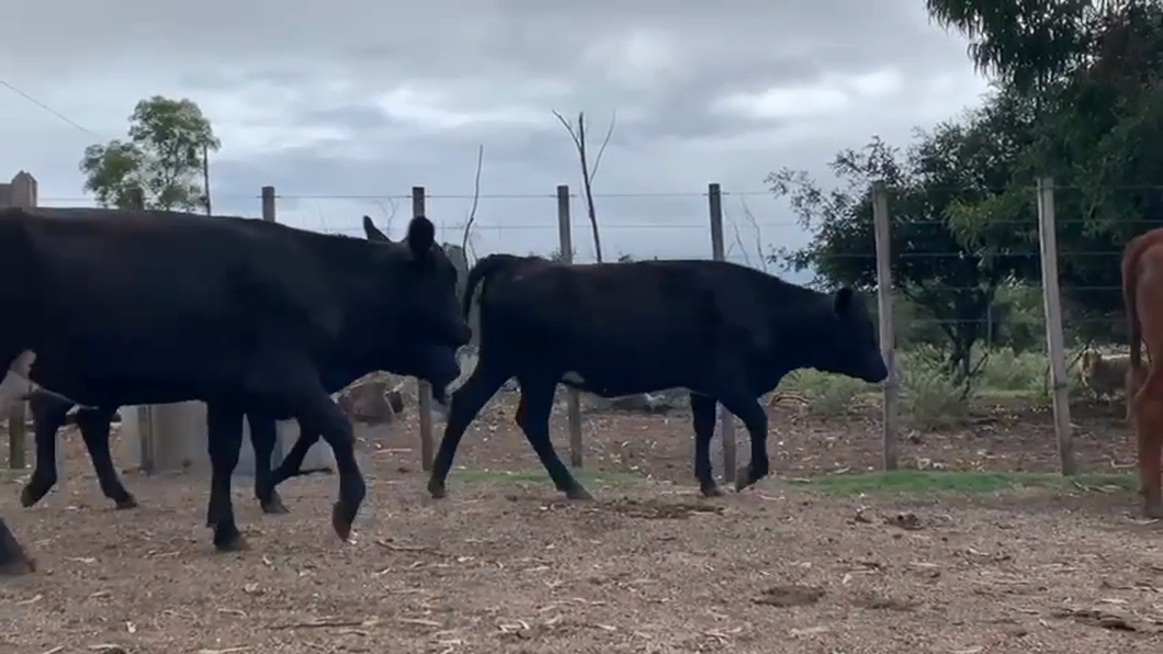 Lote (Vendido)7 Vaquillonas  CRUZA a remate en 10° Entre Martillos  230kg - , San José