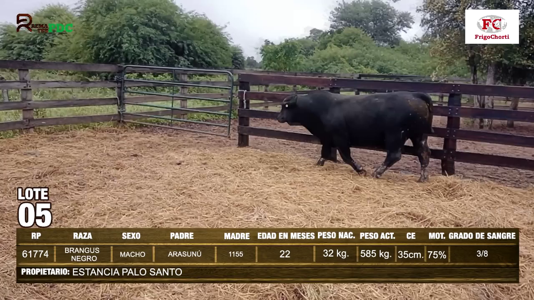 Lote Machos BRANGUS NEGRO a remate en Expo Pioneros 23 de Mayo 2024 en Pioneros del Chaco S.A.