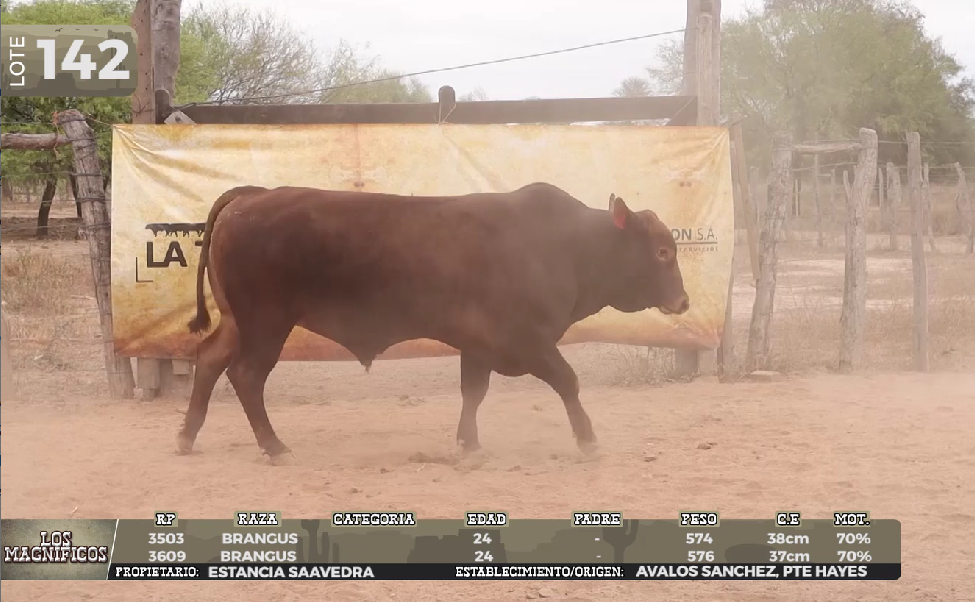 Lote LOTE 142