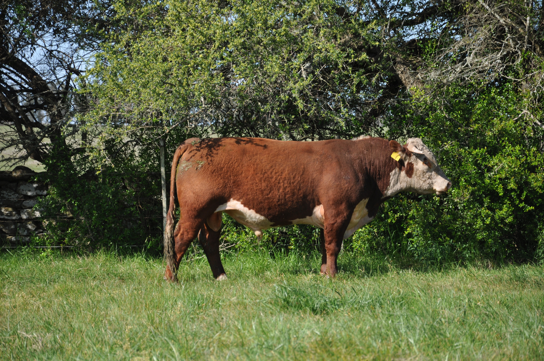 Lote PEDIGREE DE 3 AÑOS