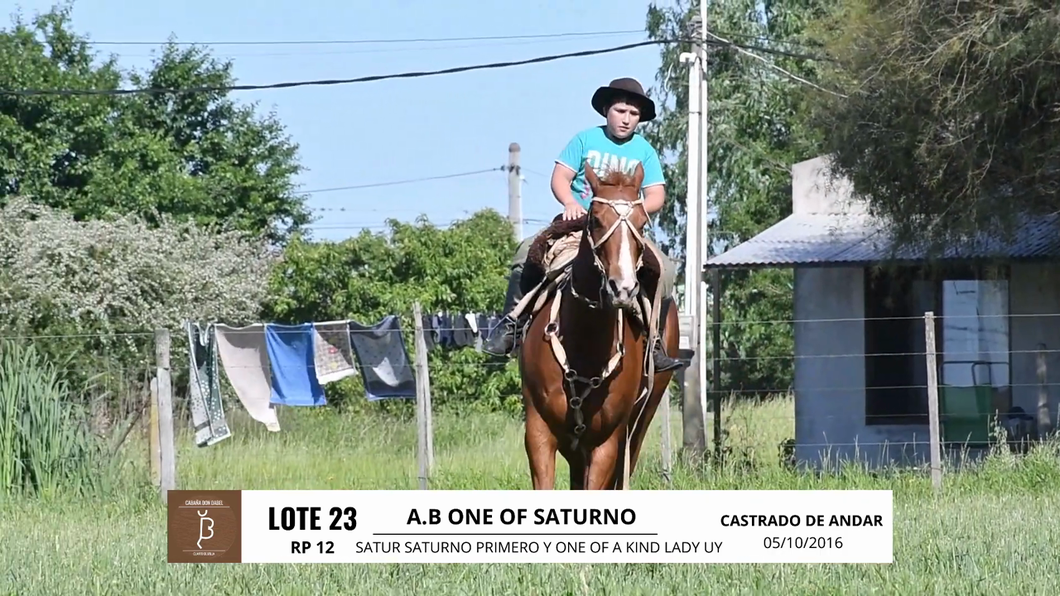 Lote A.B. ONE OF SATURNO