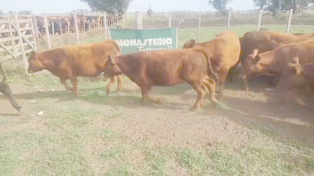 Lote 70 Terneras