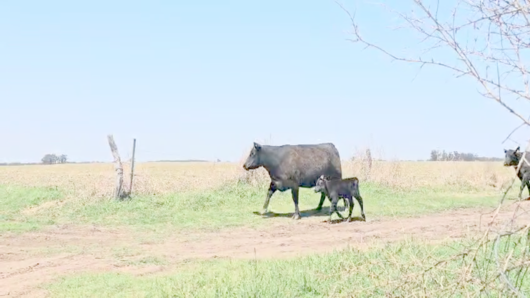 Lote 20 Vacas nuevas C/ cria