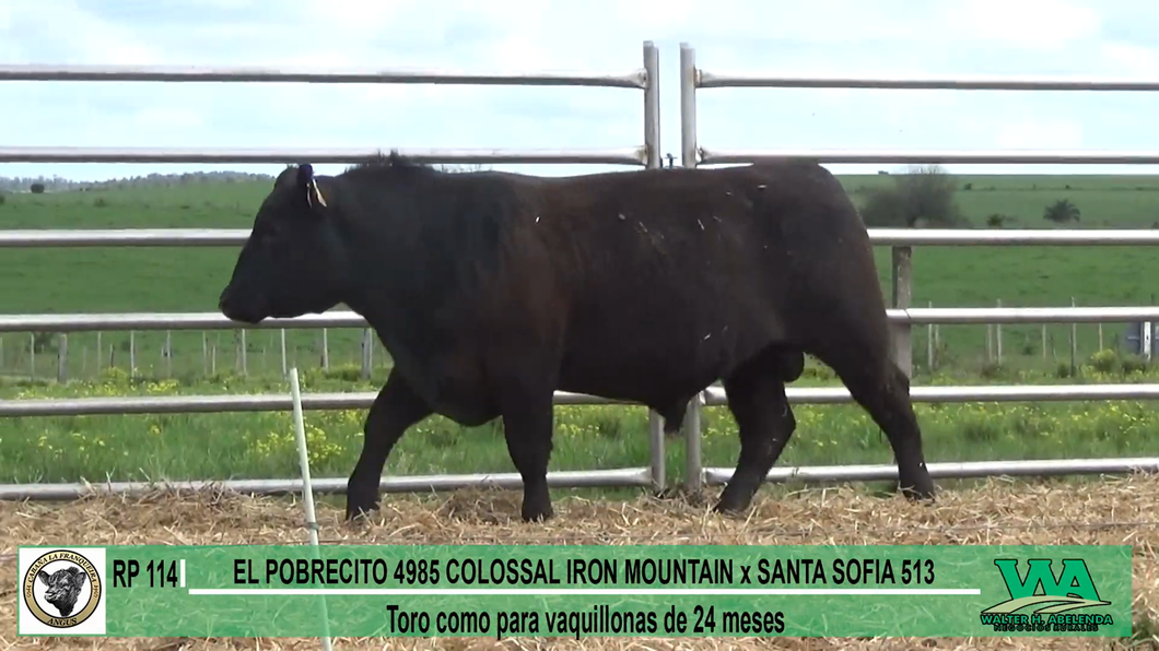 Lote Toros a remate en Cabaña La Franqueira, Florida