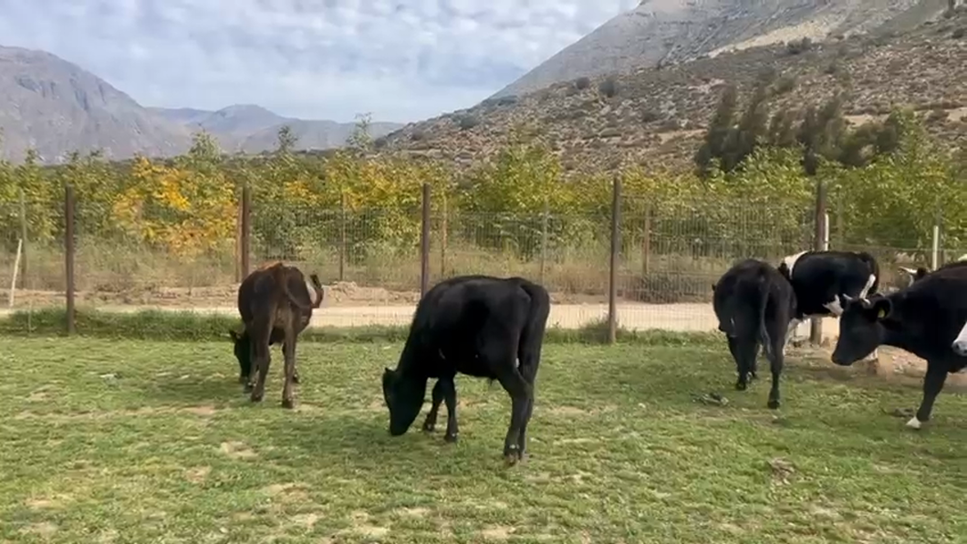 Lote 38 Novillo Engorda en Los Vilos, IV Región Coquimbo