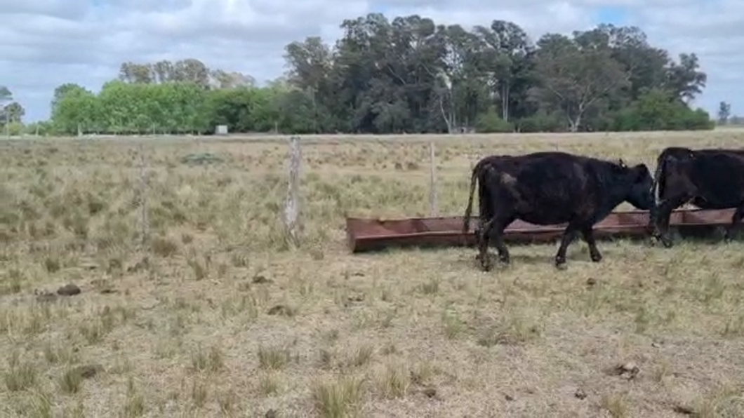 Lote 16 Vacas USADA  con cría en Brandsen, Buenos Aires