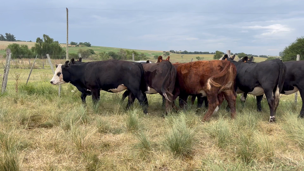 Lote VAQUILLONAS 1 a 2 AÑOS