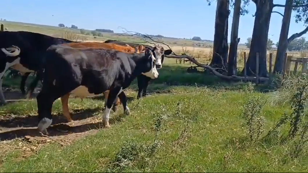 Lote 5 Novillos 1 a 2 años RAZA a remate en #42 Pantalla Carmelo  330kg -  en VILLA PASTORA