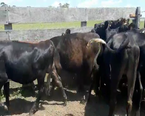 Lote 9 Novillos KIWI a remate en REMATE DE PANTALLA 320kg -  en Asociación Rural de San José