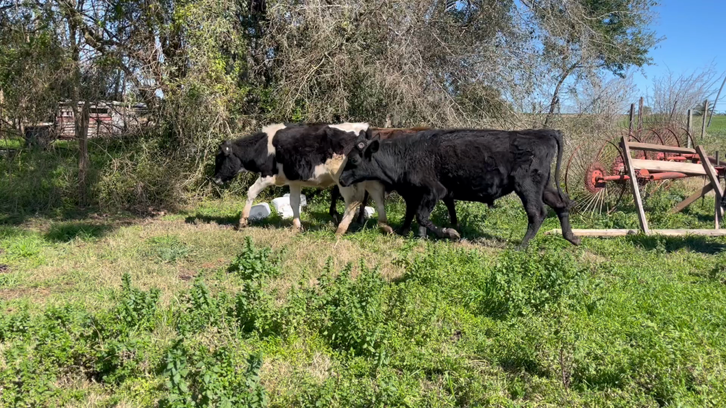 Lote NOVILLOS 1 a 2 AÑOS