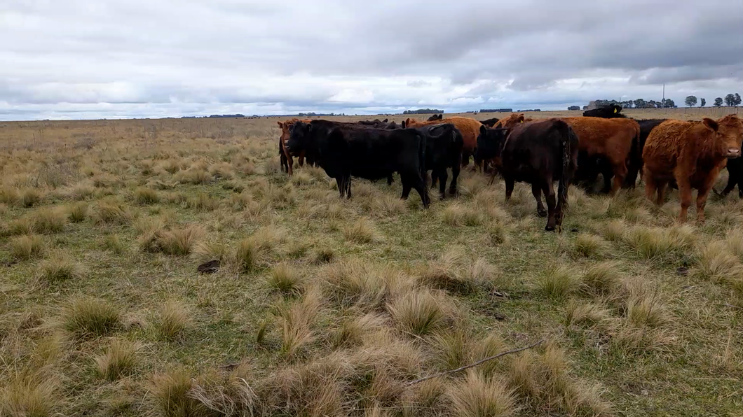 Lote 18 Vaquillonas C/ cria en LAPRIDA