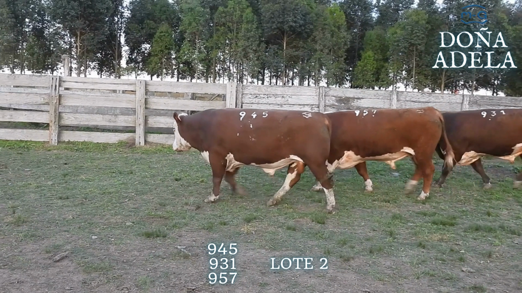 Lote TOROS POLLED HEREFORD