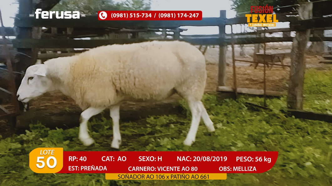 Lote Lote 50
