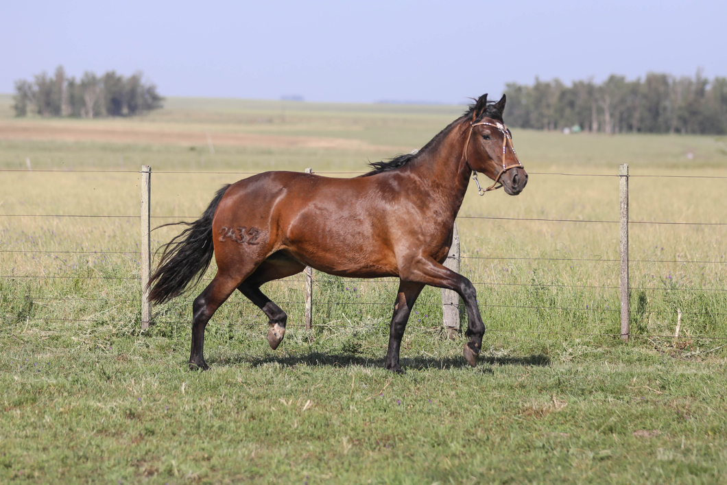 Lote DEL SILENCIO TIJERETA II