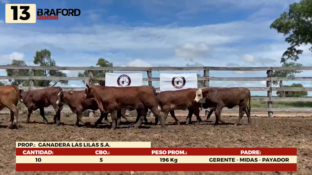 Lote LOTE 13- POR PANTALLA