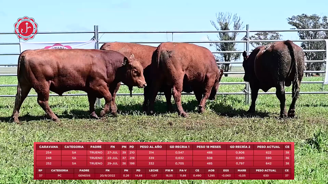 Lote 4 Toros a remate en 8º Remate Anual - Estancia Romanza, Tacuarembó