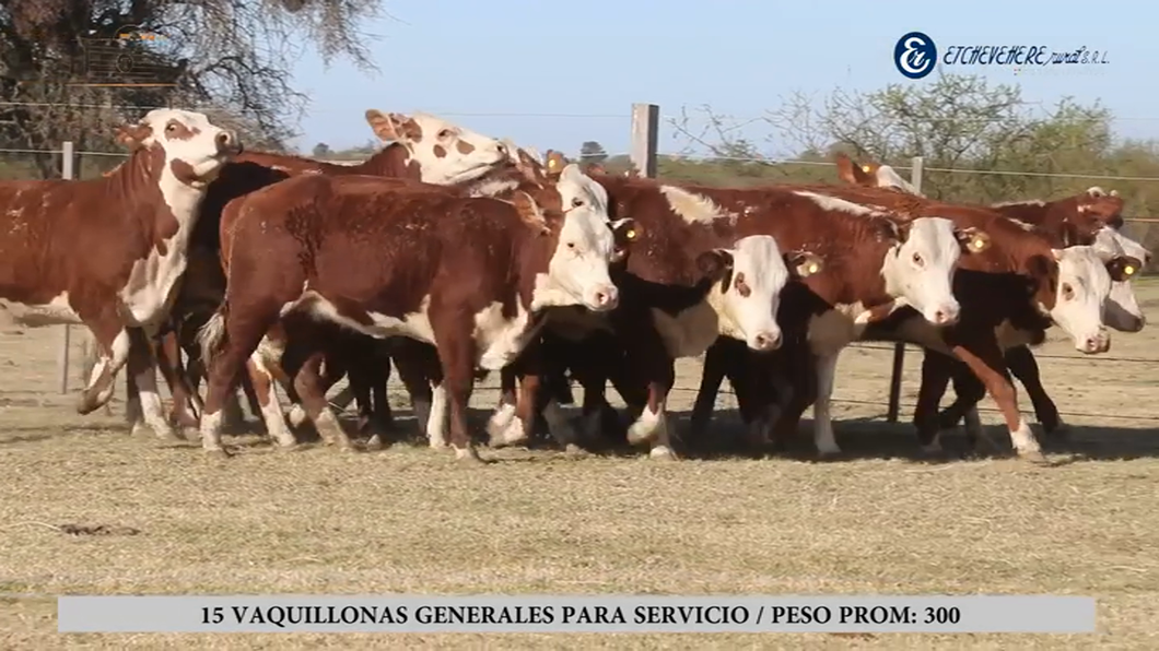 Lote Vaquillas Braford Generales para Servicio (Aptas Reproductivas por Tacto Rectal)