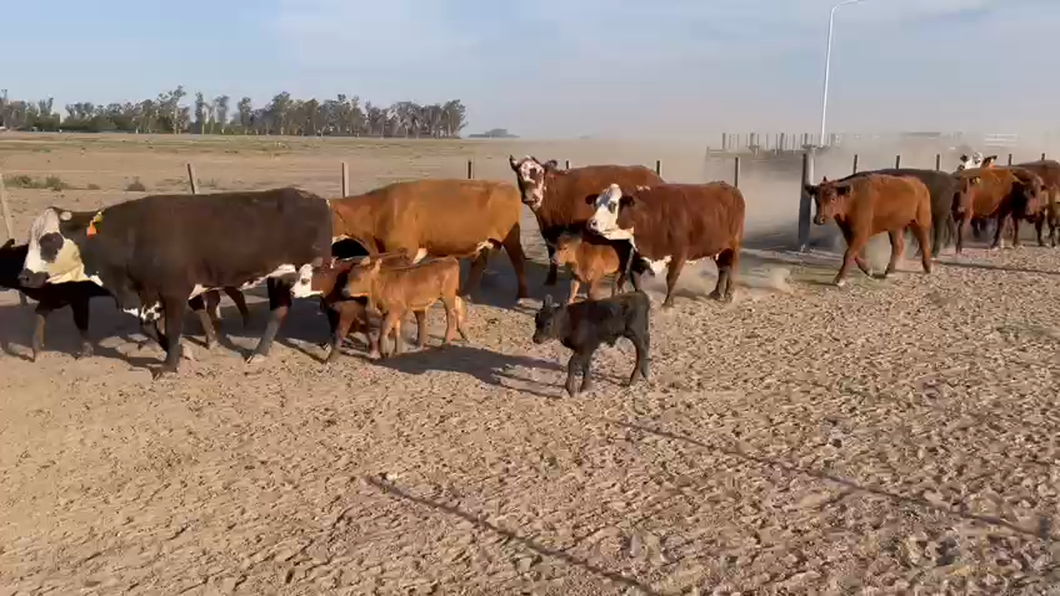 Lote 141 Vacas nuevas C/ gtia de preñez en Armstrong, Santa Fe