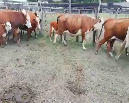 Lote 20 Vacas usadas preñadas en Villaguay, Entre Ríos