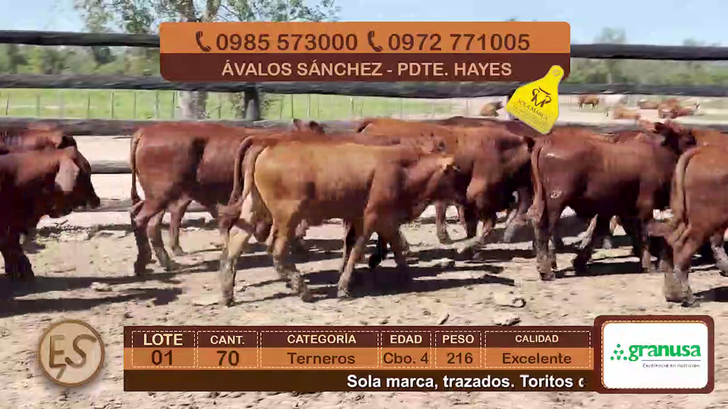 Lote (Vendido)70 Terneros Cbo 4 a remate en Feria Elite de Terneros Cbo 4 - DEL DUERO SA 216kg - , Presidente Hayes