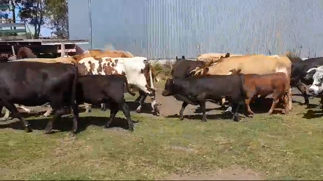 Lote 26 Piezas de cría HEREFORD/ ANGUS - CHAROLAIS/ NORMANDO a remate en #42 Pantalla Carmelo  en COLONIA ARRUE