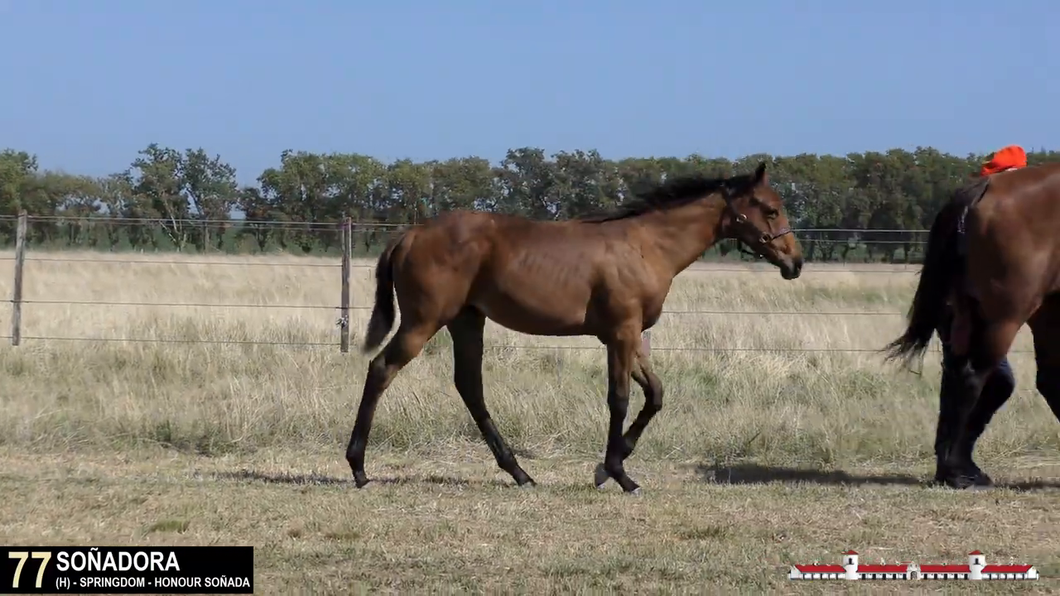 Lote SOÑADORA