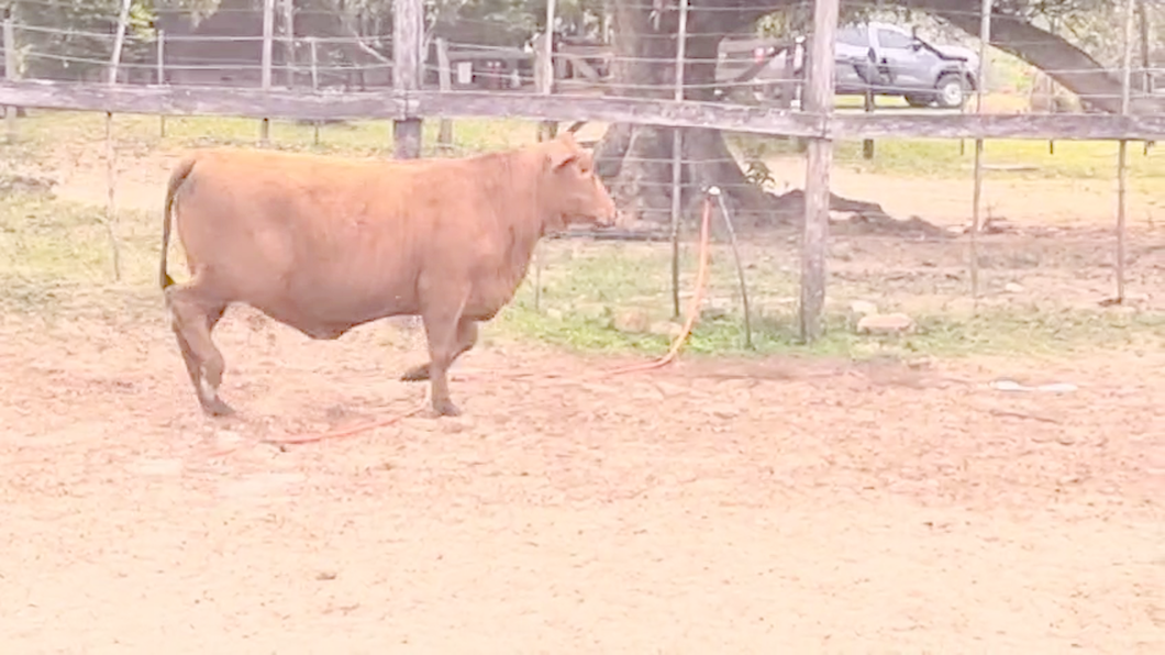 Lote Vaquillas Brangus a remate en Pantalla El Plantelaso 356kg -  en Cnel. Oviedo