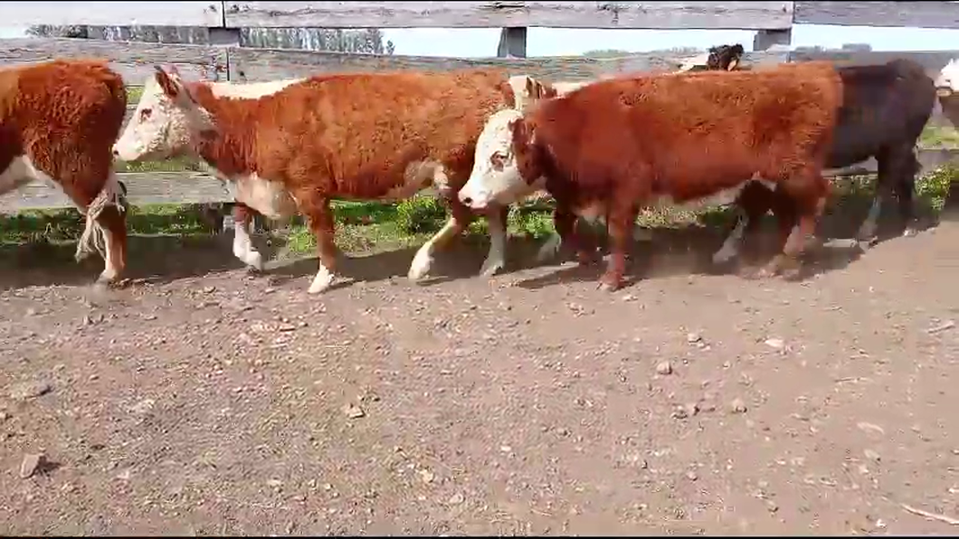 Lote 21 Vaquillonas 1 a 2 años 15 HE,  6 CRUZAS CARNICERAS a remate en Pantalla Expo Salto - Daniel Medina 285kg -  en B.BRUM. 7 KM AL NORTE POR CAMINO A GOMENSORO.