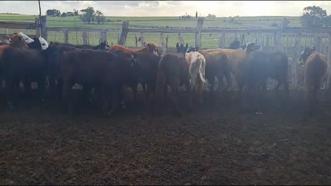 Lote 18 Terneras a remate en 9° Entre Martillos 184kg -  en LA HORQUETA