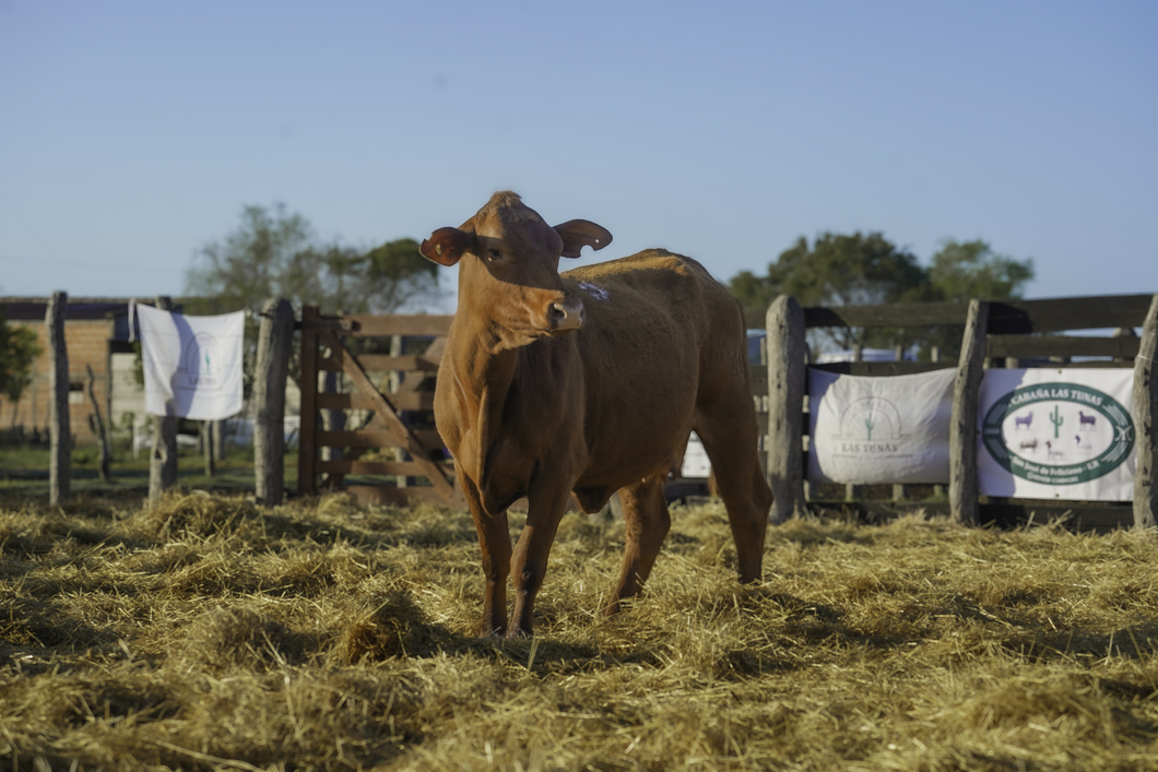 Lote VAQUILLONA BRANGUS