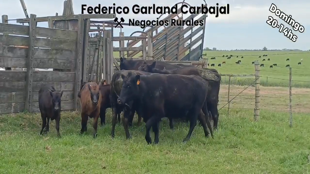 Lote 10 Piezas de cría ANGUS a remate en Expo Ombues en OMBUES DE LAVALLE