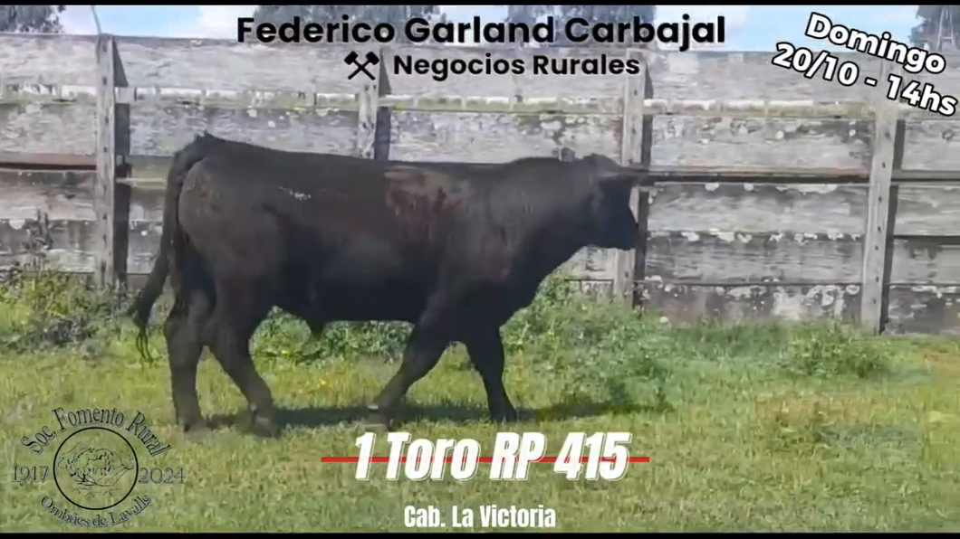 Lote TORO PI ANGUS a remate en Expo Ombues en OMBUES DE LAVALLE