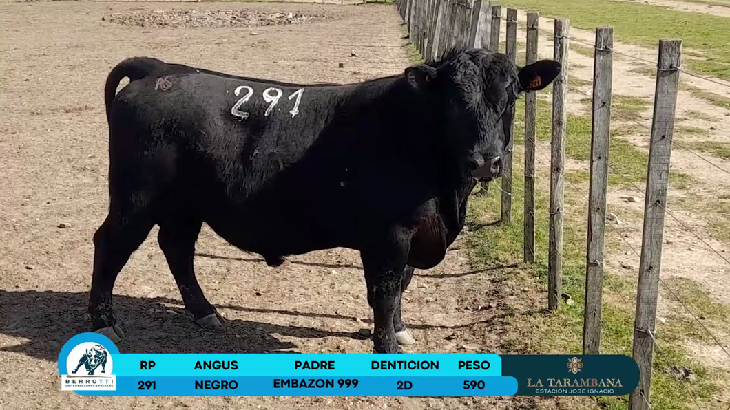 Lote Toros Angus a remate en Los Clase A 590kg - , Rocha