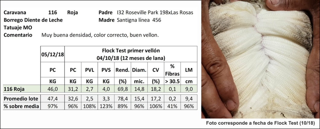 Lote Caravana 116