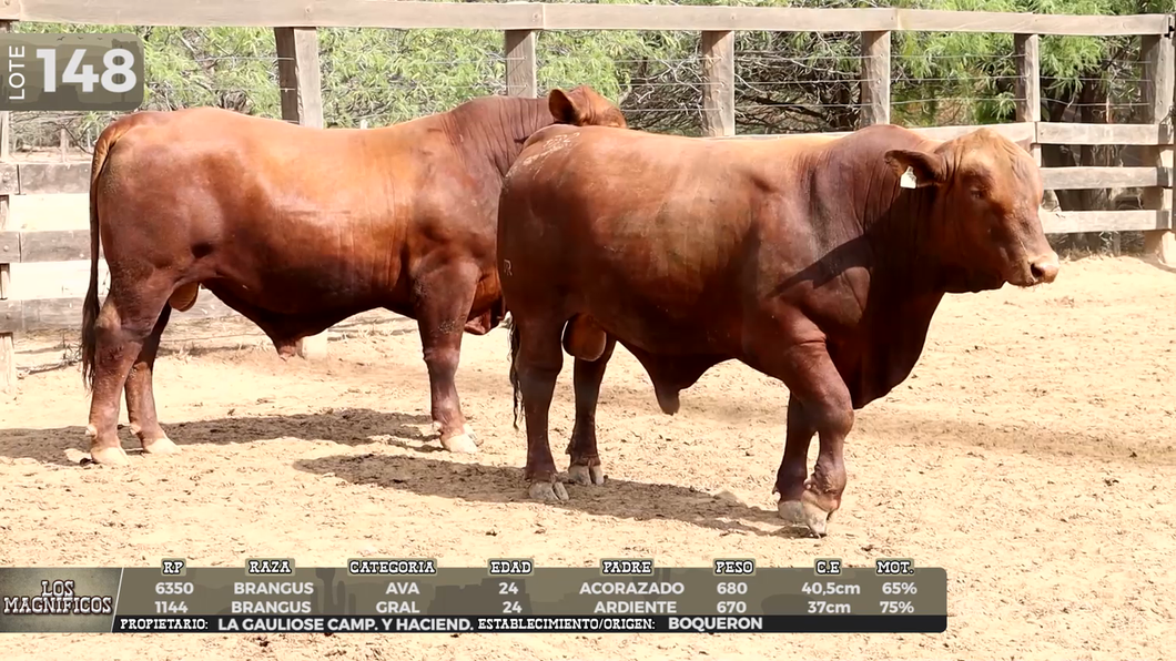 Lote LOTE 148