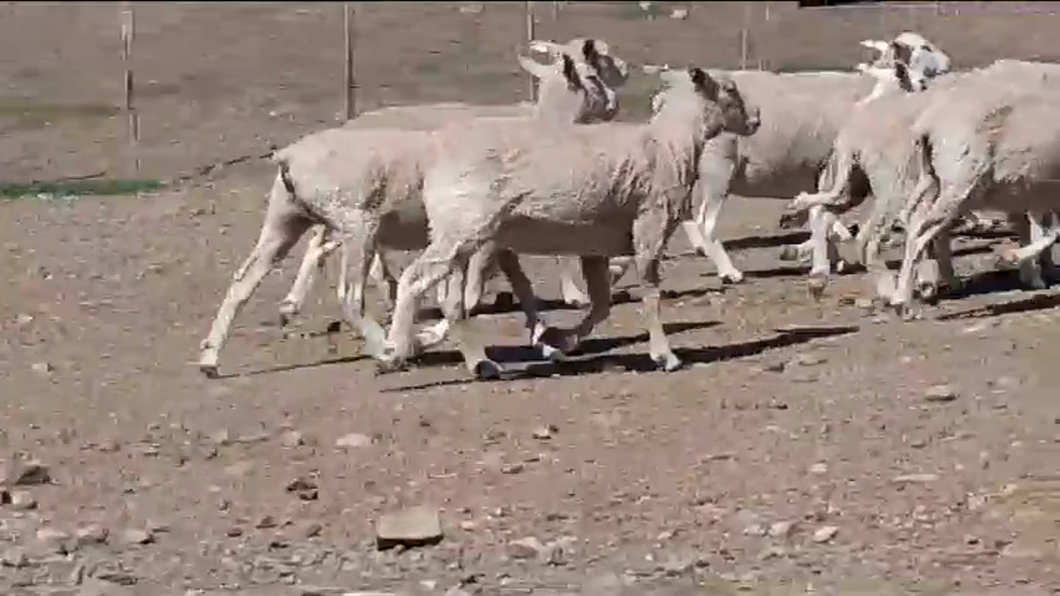 Lote (Vendido)15 Ovejas a remate en #41 Pantalla Carmelo  57kg -  en BARKER