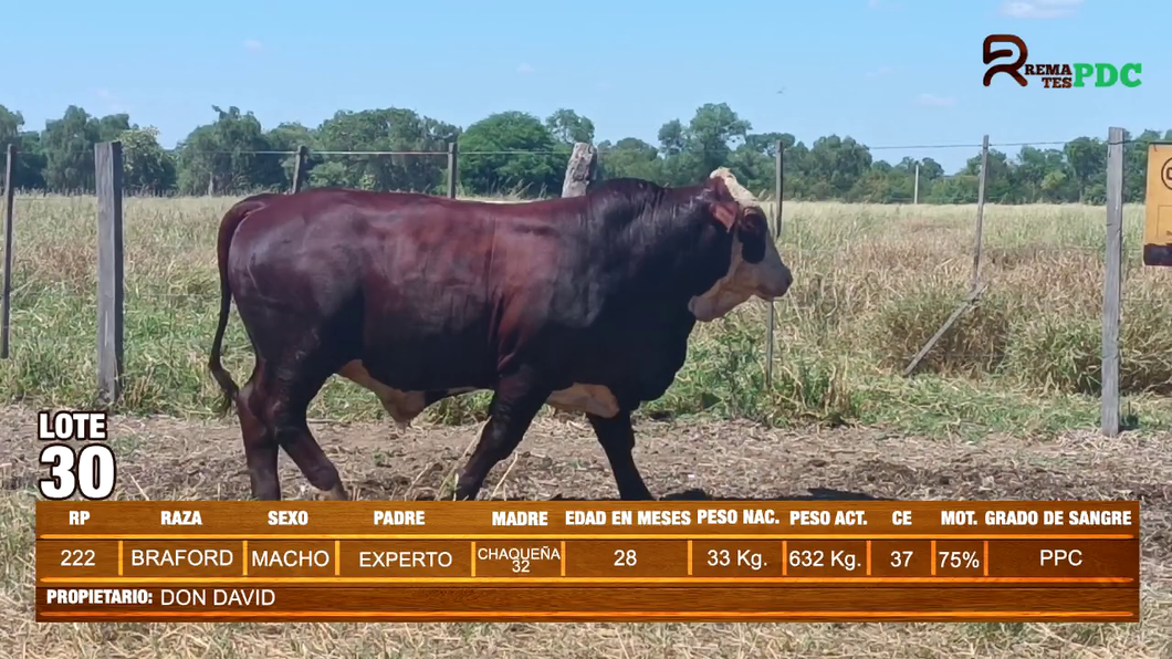 Lote TORO BRAFORD - DON DAVID