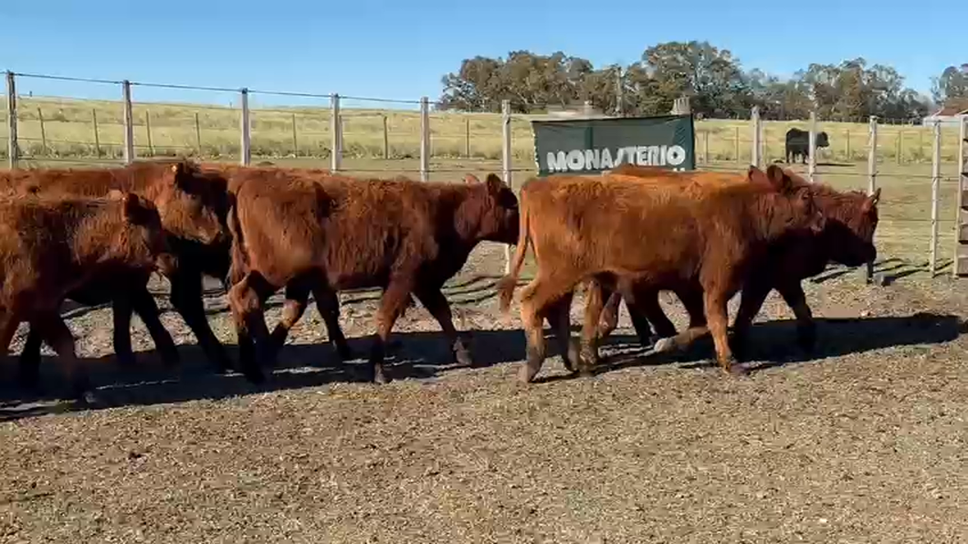 Lote 60 Terneros EN TRES ARROYOS