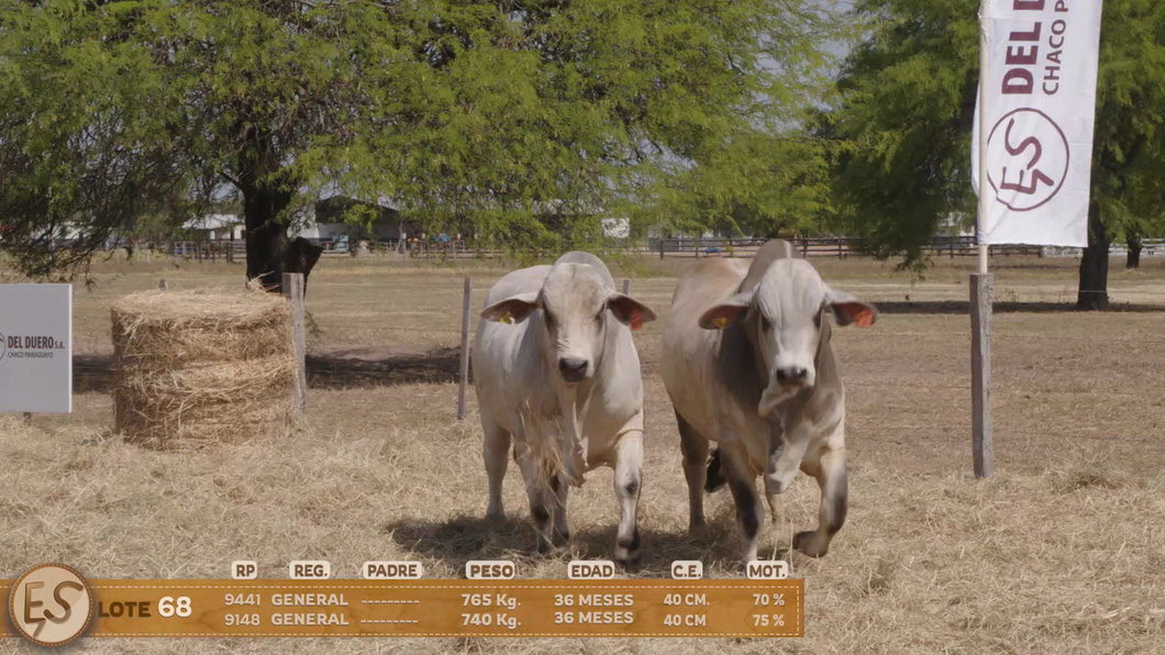 Lote Toro