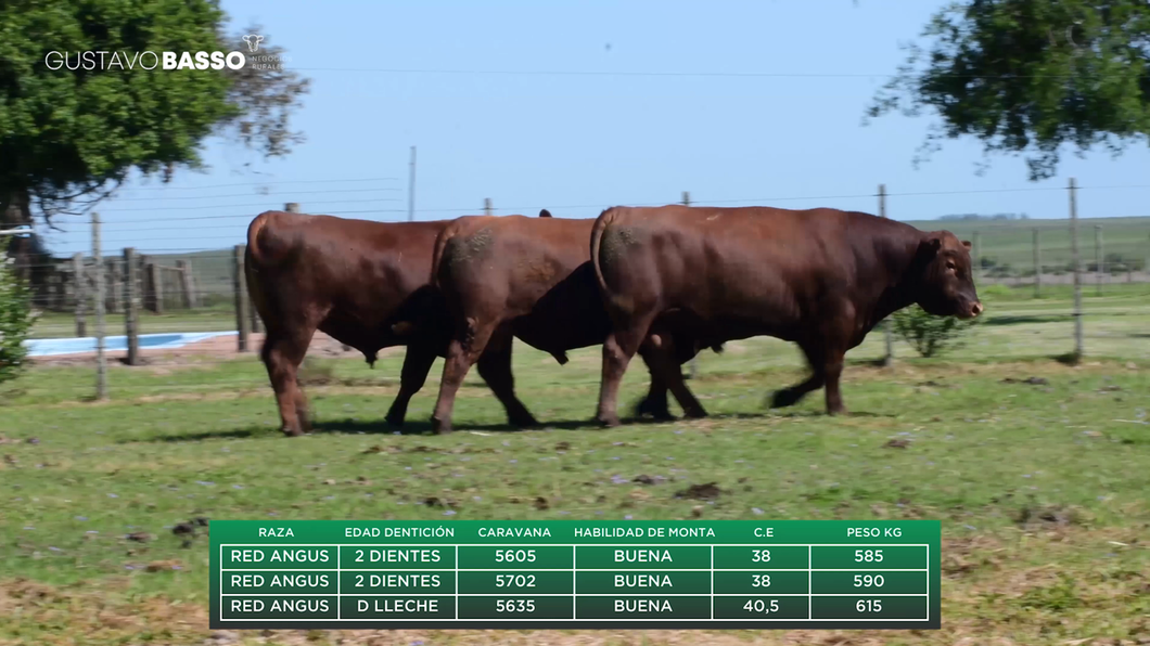 Lote 3 Toros a remate en Remate Cabaña San Jose, Cerro Largo