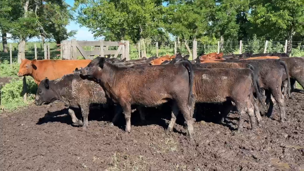 Lote 32 Terneras