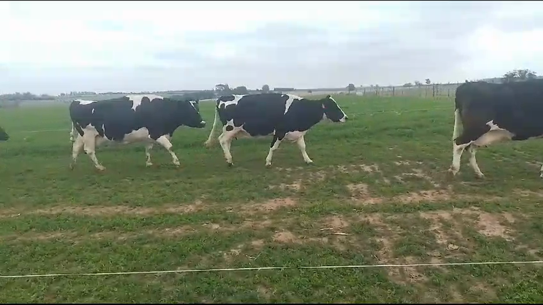 Lote 16 Vacas de Invernada Holando a remate en Aniversario 115 Años - Camy en Arroyo Llano