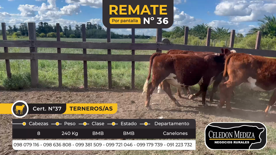 Lote 8 Terneros y Terneras en Canelones