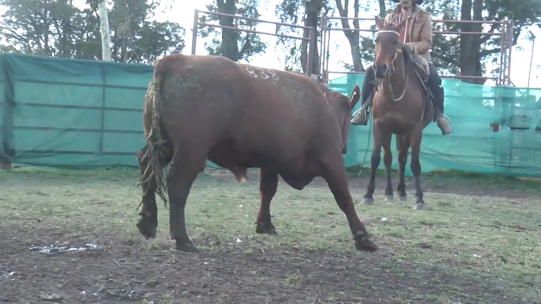 Lote Toros a remate en TOROS PARA VAQUILLONAS en Cabaña La Empastada